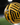 Vitesse-bal geel/zwart